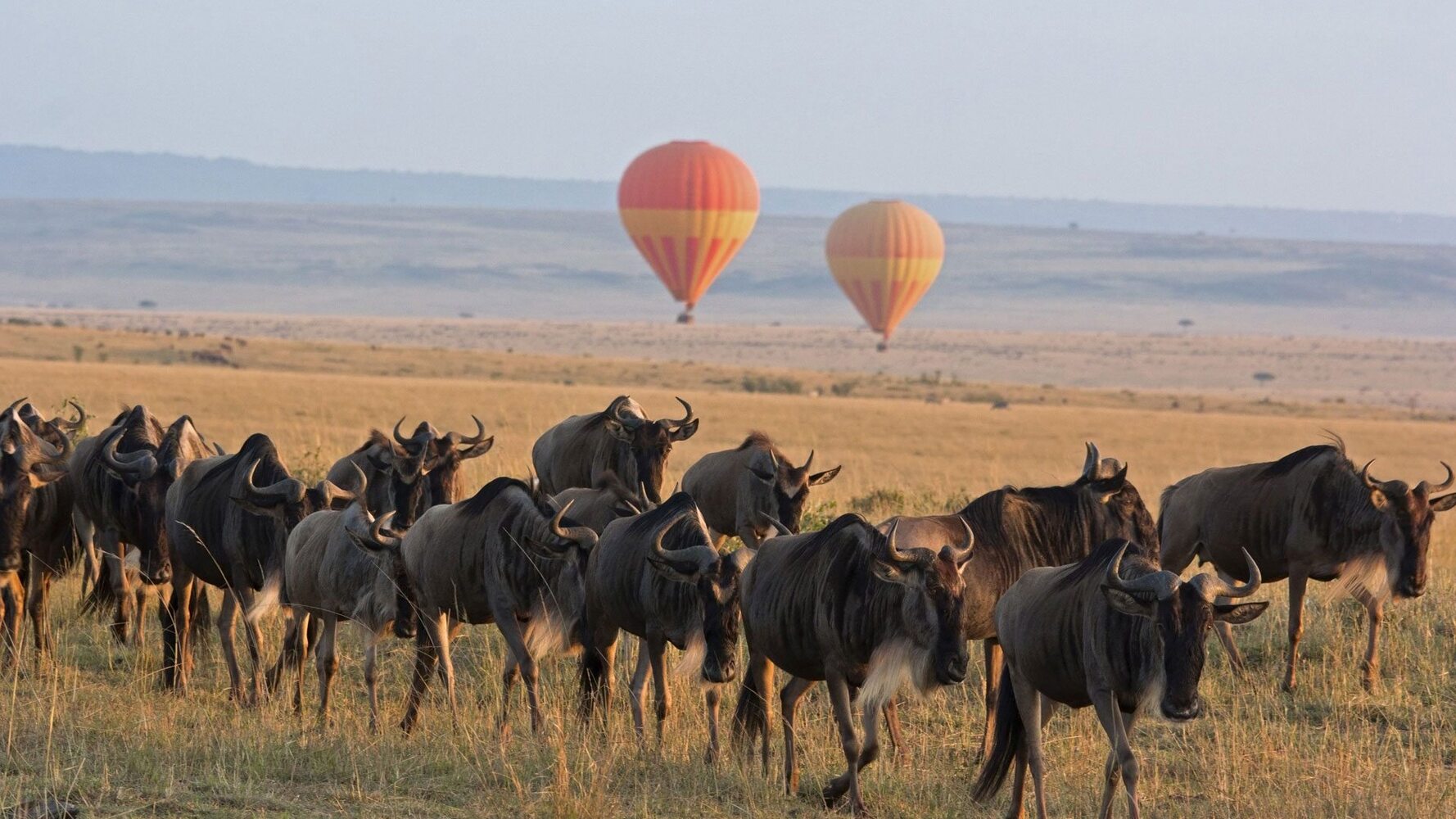 Experience the Wild Heart of Africa